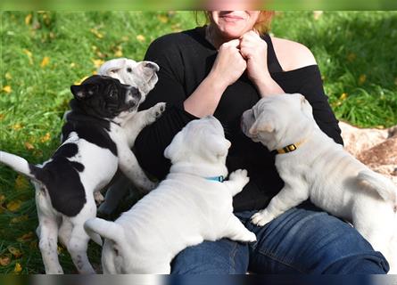 Shar-Pei x Labrador Mix Welpe Knut stellt sich vor......