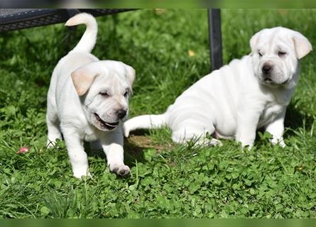 Shar-Pei x Labrador Mix Welpe Knut stellt sich vor......