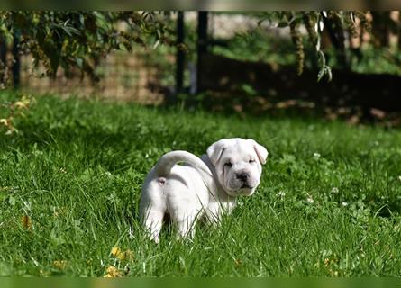 Shar-Pei x Labrador Mix Welpe Knut stellt sich vor......