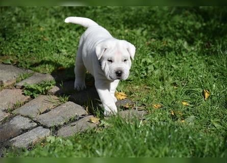 Shar-Pei x Labrador Mix Welpe Knut stellt sich vor......