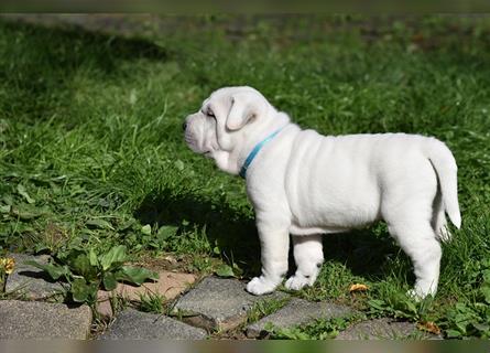 Shar-Pei x Labrador Mix Welpe Knut stellt sich vor......