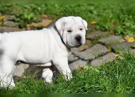 Shar-Pei x Labrador Mix Welpe Knut stellt sich vor......