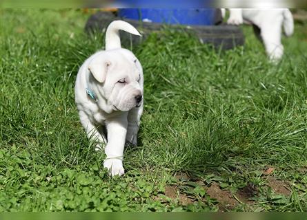 Shar-Pei x Labrador Mix Welpe Knut stellt sich vor......