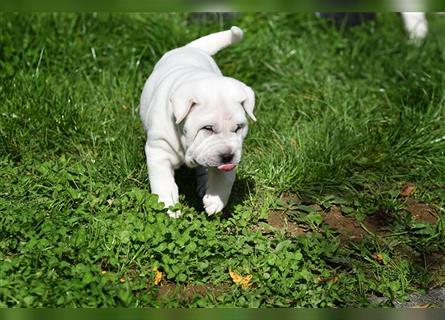 Shar-Pei x Labrador Mix Welpe Knut stellt sich vor......