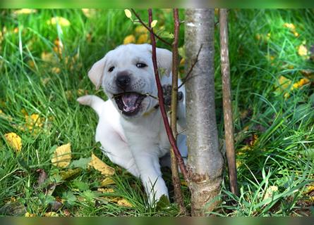 Shar-Pei x Labrador Mix Welpe Frenchy stellt sich vor......