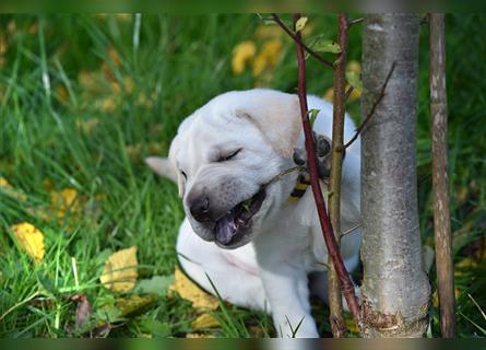 Shar-Pei x Labrador Mix Welpe Frenchy stellt sich vor......