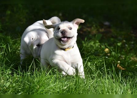 Shar-Pei x Labrador Mix Welpe Frenchy stellt sich vor......