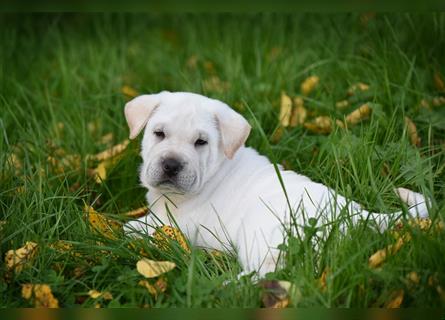 Shar-Pei x Labrador Mix Welpe Frenchy stellt sich vor......