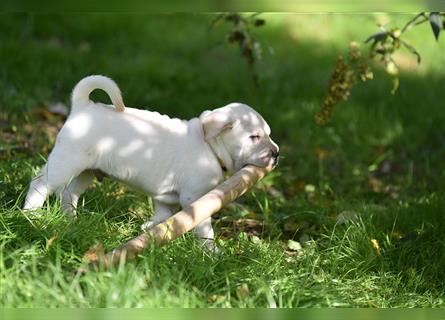 Shar-Pei x Labrador Mix Welpe Frenchy stellt sich vor......