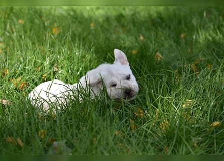 Shar-Pei x Labrador Mix Welpe Frenchy stellt sich vor......