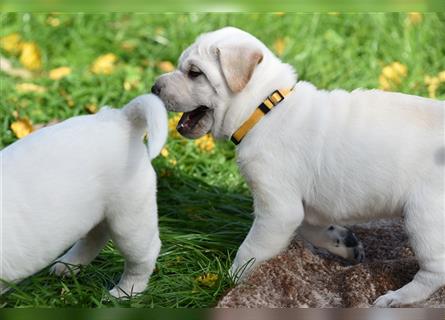 Shar-Pei x Labrador Mix Welpe Frenchy stellt sich vor......