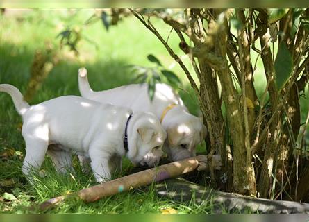 Shar-Pei x Labrador Mix Welpe Frenchy stellt sich vor......