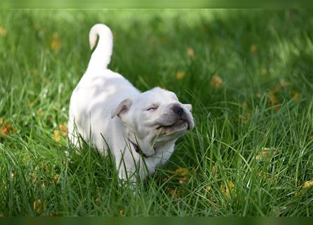 Shar-Pei x Labrador Mix Welpe Batida stellt sich vor......