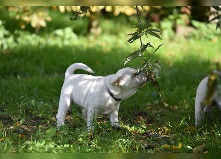 Shar-Pei x Labrador Mix Welpe Batida stellt sich vor......