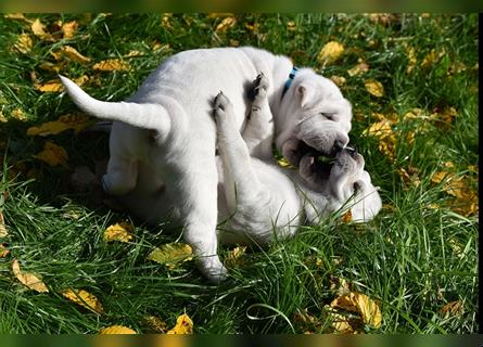 Shar-Pei x Labrador Mix Welpe Batida stellt sich vor......