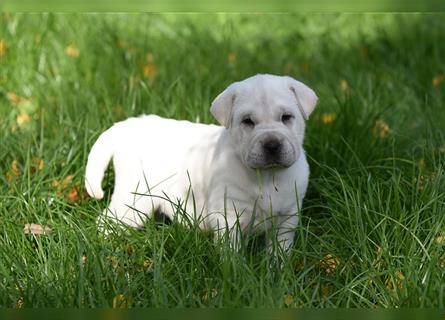 Shar-Pei x Labrador Mix Welpe Batida stellt sich vor......