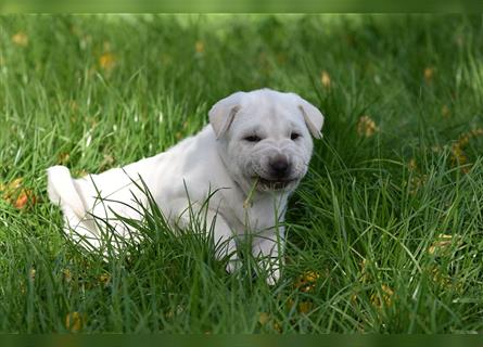 Shar-Pei x Labrador Mix Welpe Batida stellt sich vor......