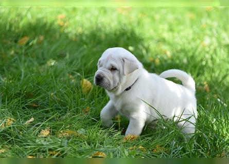 Shar-Pei x Labrador Mix Welpe Batida stellt sich vor......