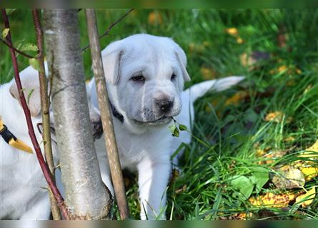 Shar-Pei x Labrador Mix Welpe Batida stellt sich vor......