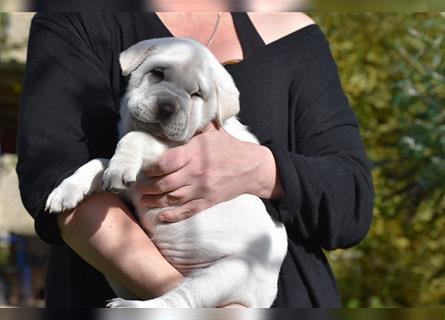 Shar-Pei x Labrador Mix Welpe Batida stellt sich vor......