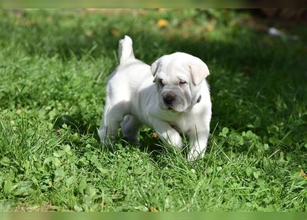 Shar-Pei x Labrador Mix Welpe Batida stellt sich vor......