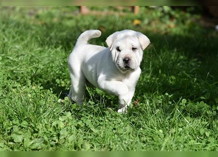 Shar-Pei x Labrador Mix Welpe Batida stellt sich vor......