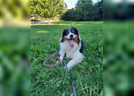 Australien Shepherd - Miro (4,5 Jahre) sucht neues zu Hause