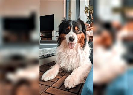 Australien Shepherd - Miro (4,5 Jahre) sucht neues zu Hause