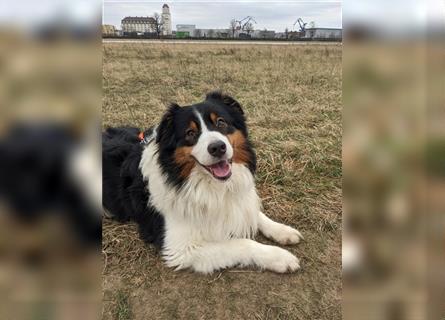 Australien Shepherd - Miro (4,5 Jahre) sucht neues zu Hause