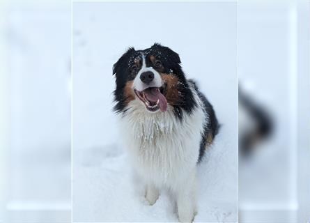 Australien Shepherd - Miro (4,5 Jahre) sucht neues zu Hause