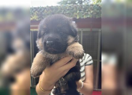 Deutscher Schäferhund Welpen