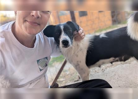 Powerpaket Laika, 1 Jahr, sucht ihresgleichen