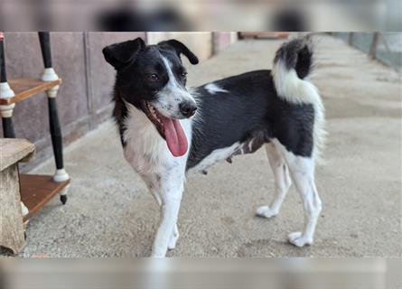 Powerpaket Laika, 1 Jahr, sucht ihresgleichen