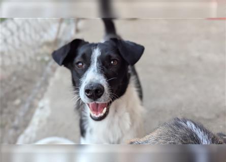 Powerpaket Laika, 1 Jahr, sucht ihresgleichen