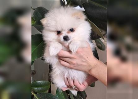 Pomeranian