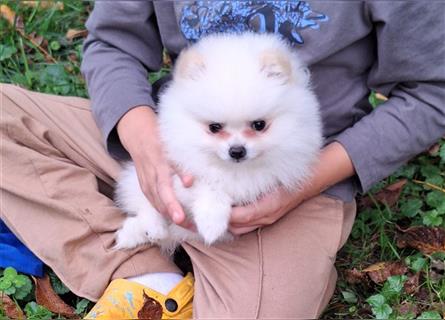 Pomeranian