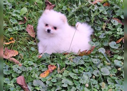 Pomeranian