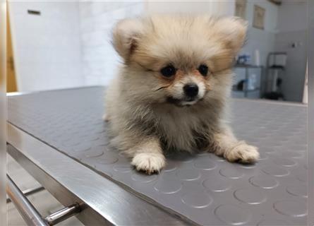 Pomeranian