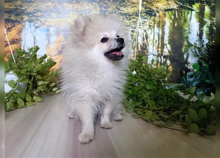 Pomeranian