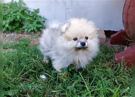 Pomeranian