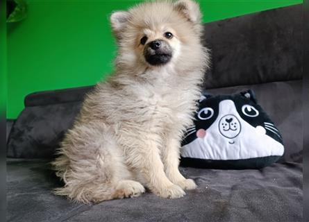 Pomeranian