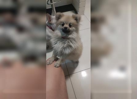 Pomeranian