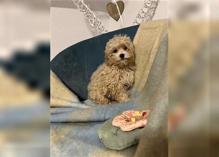 Wunderschöne Mini/Medium Goldendoodle Welpen in Rot/Apricot zu verkaufen