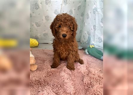 Wunderschöne Mini/Medium Goldendoodle Welpen in Rot/Apricot zu verkaufen