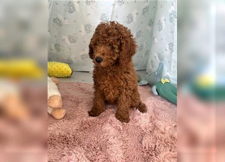 Wunderschöne Mini/Medium Goldendoodle Welpen in Rot/Apricot zu verkaufen