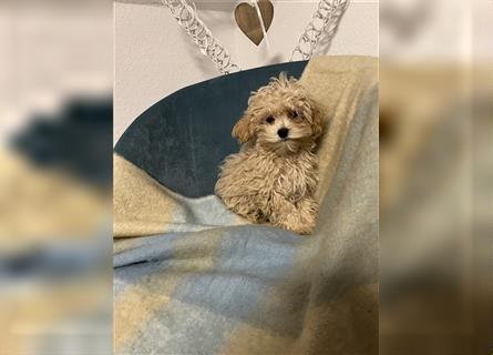 Wunderschöne Mini/Medium Goldendoodle Welpen in Rot/Apricot zu verkaufen