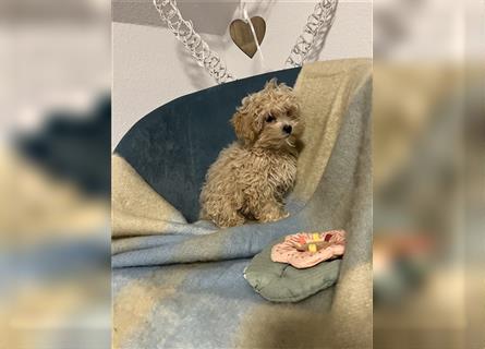 Wunderschöne Mini/Medium Goldendoodle Welpen in Rot/Apricot zu verkaufen