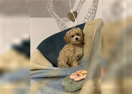 Wunderschöne Mini/Medium Goldendoodle Welpen in Rot/Apricot zu verkaufen