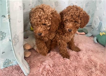 Wunderschöne Mini/Medium Goldendoodle Welpen in Rot/Apricot zu verkaufen