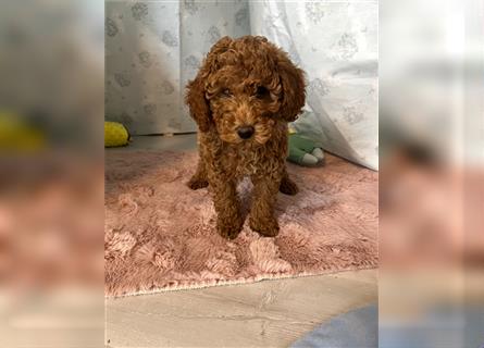 Wunderschöne Mini/Medium Goldendoodle Welpen in Rot/Apricot zu verkaufen